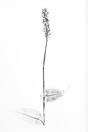 Monoprint Evergreen Knotweed by Jasmin Hilhorst
