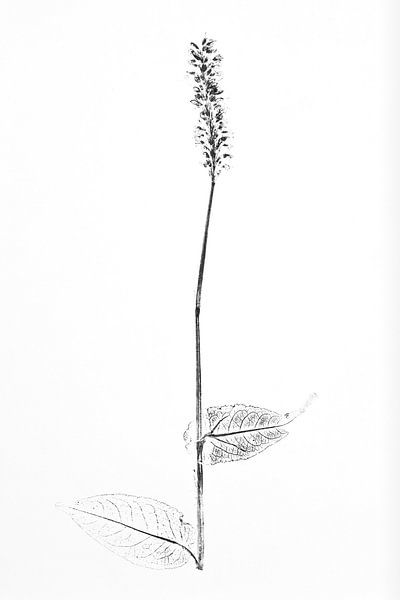 Monoprint Renouée à feuilles persistantes par Jasmin Hilhorst