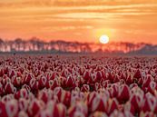 rode tulpen bij zonsopkomst van Chris van Es thumbnail