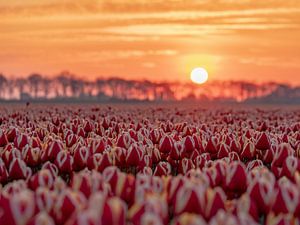 rote Tulpen bei Sonnenaufgang von Chris van Es