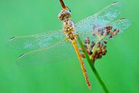 Libelle close up