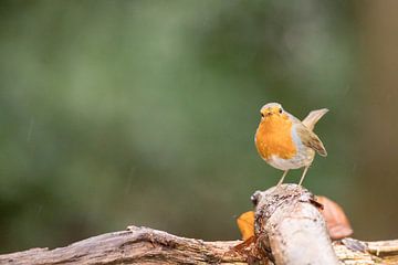 Robin by Karin van Rooijen Fotografie