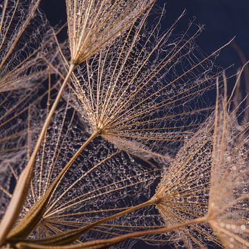 Een donker blauw vierkantje: Morgenster met druppeltjes van Marjolijn van den Berg