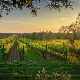 Bolgheri vineyards and olive trees at sunset, Tuscany by Stefano Orazzini