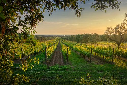 Bolgheri wijngaarden en olijfbomen bij zonsondergang, Toscane