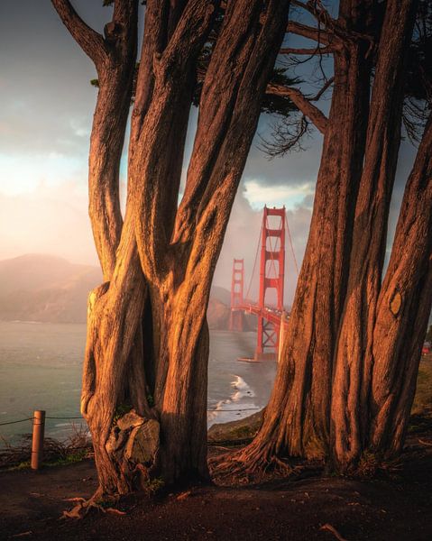 Golden Gate durch Cypress, San Francisco, USA von Aloke Design