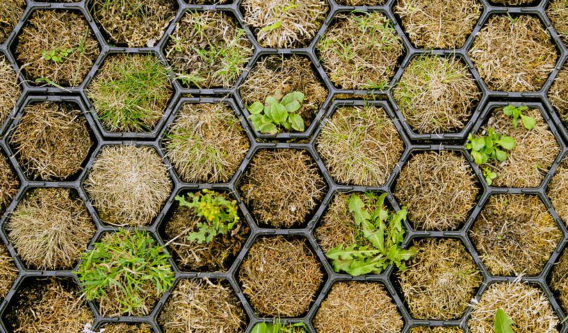 le pouvoir de la nature par Birgitte Bergman