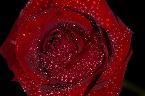 Roos met waterdruppels