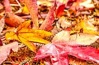 Rood en geel herfsttafereel van Frans Blok - foto's, kunst en andere wanddecoratie thumbnail