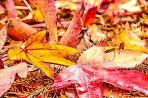 Red and yellow autumn scene