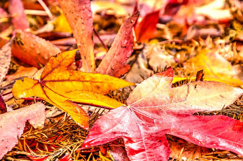 Rood en geel herfsttafereel van Frans Blok - foto's, kunst en andere wanddecoratie