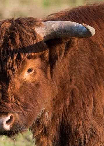 Schotse Highlander van Roland Swennen