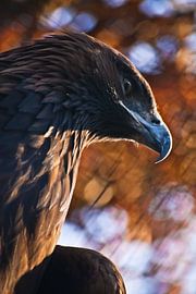 La tête de l'aigle royal, un regard menaçant, un bec recourbé, sur un fond flou de peinture d'automn sur Michael Semenov