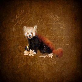 Roter Panda von Lucia