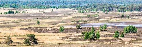 Kalmthoutse Heide, groot panorama