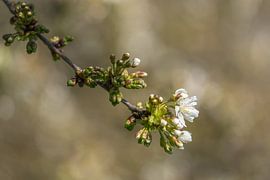 Spring blossom with soft bokeh by John van de Gazelle fotografie