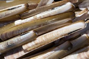 Des coquillages sur la plage