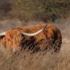 Schottischer Hochlandrind mit beeindruckenden Hörnern von Melissa Peltenburg
