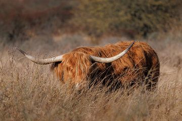 Schottischer Hochlandrind mit beeindruckenden Hörnern