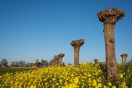 Welt von Gelb und Blau von Haaije Bruinsma Fotografie