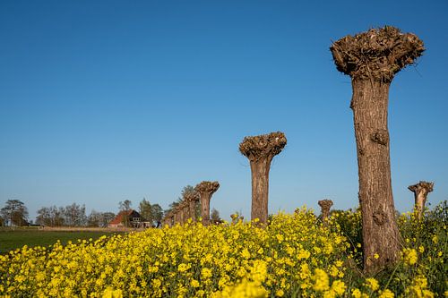 World of yellow and blue