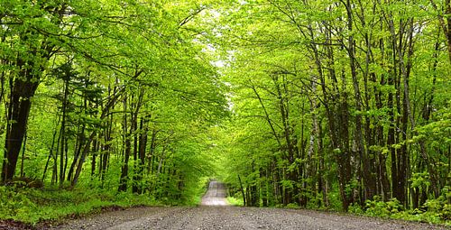 Une route qui traverse l'érablière
