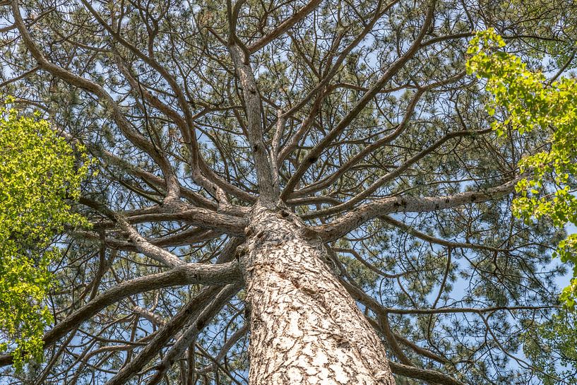 Crown of an old pine with trunk and needles in front of a blue sky by Hans-Jürgen Janda