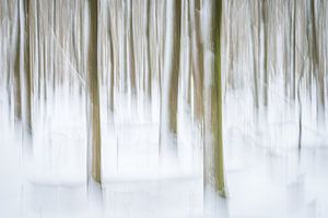 Dansende bomen