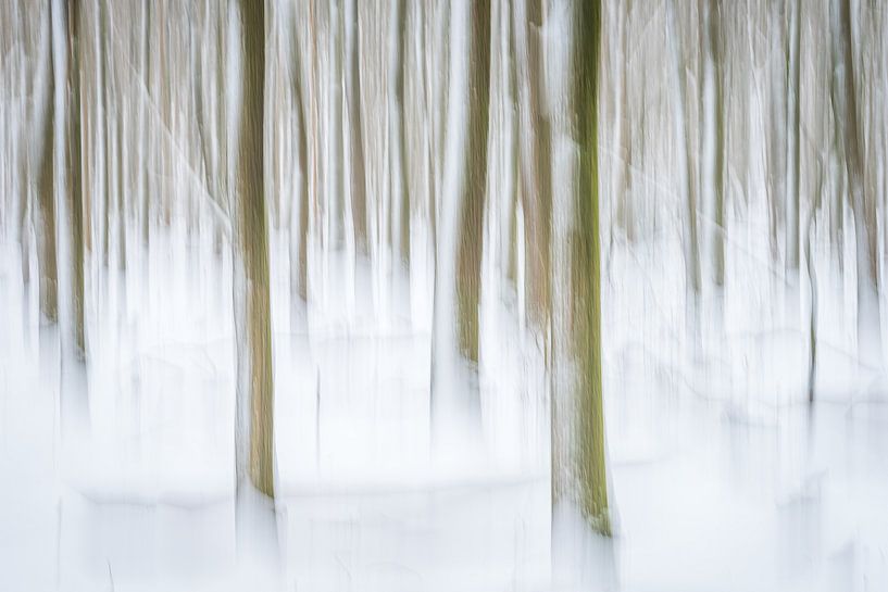 Des arbres qui dansent par Eelke Brandsma