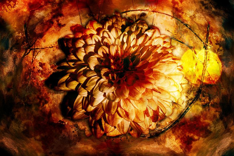 Chrysanthème pris dans un coucher de soleil par Helga Blanke