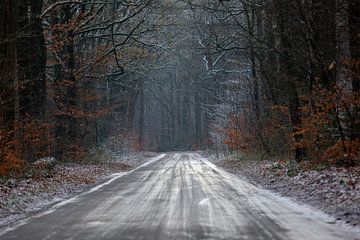 Forêt de Gieten-Borger sur P Kuipers