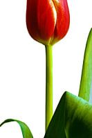 Red tulip against a white background