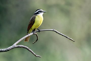 Elegant Balance Künstler - Der Große Kiskadie von Femke Ketelaar