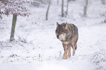 wolf in de sneeuw