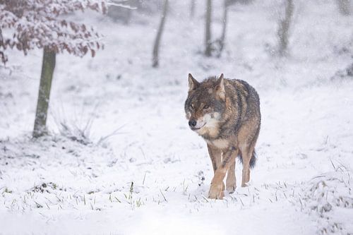 loup dans la neige sur Ina Hendriks-Schaafsma