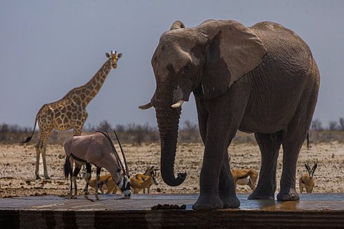 Namibië: een land van uitersten en adembenemende schoonheid.