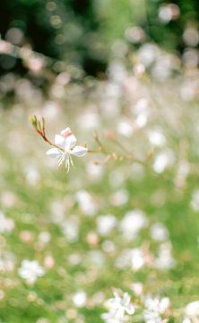 Klein wit bloemetje | Reisfotografie | Zuid-Afrika van Sanne Dost