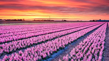 champ de fleurs colorées sur eric van der eijk