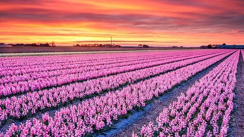 colorful flowers field