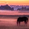 Weidendes Pferd nach Sonnenuntergang von Evert Jan Luchies
