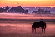 Grazend paard na zonsondergang van Evert Jan Luchies thumbnail