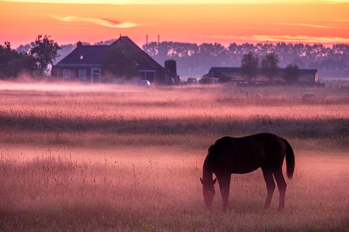 Grazend paard na zonsondergang