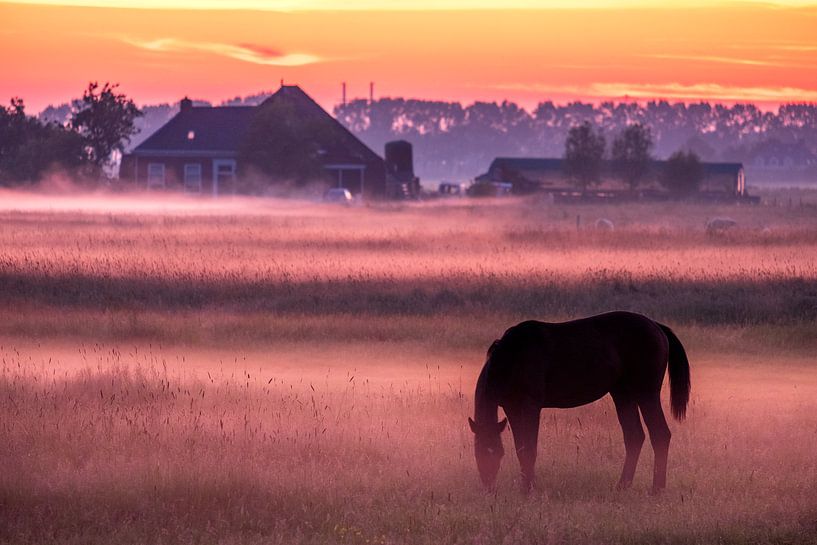 Grazend paard na zonsondergang van Evert Jan Luchies