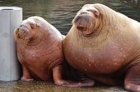 Kapitein Walrus met echtgenote.