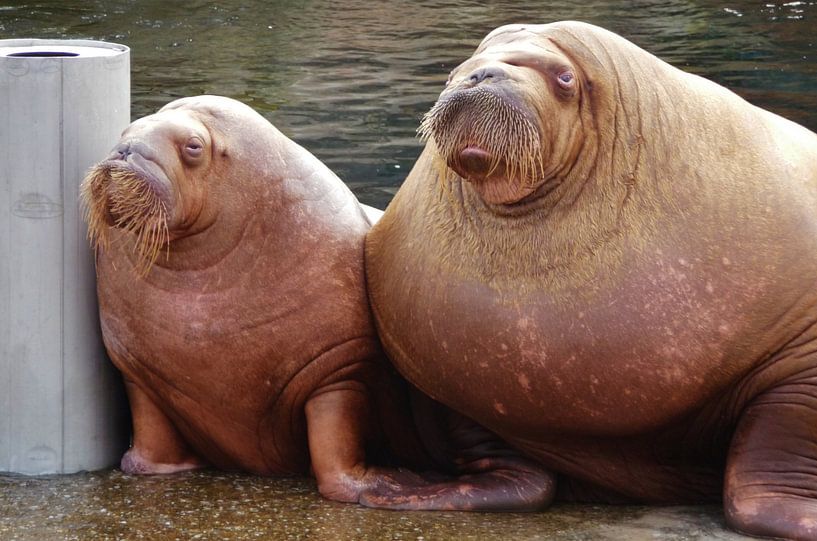 Kapitein Walrus met echtgenote. by Lex Boon