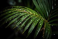 Leaf with water droplets in close-up