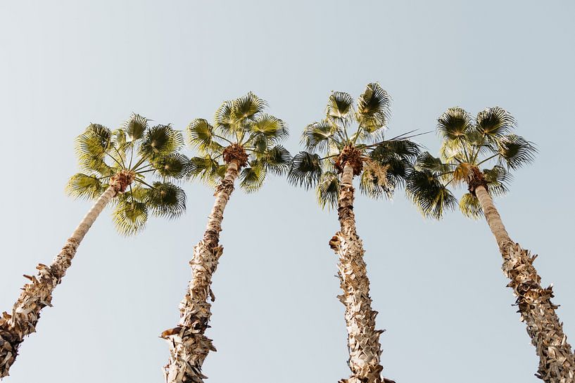 Summer palm trees by Elise van Gils