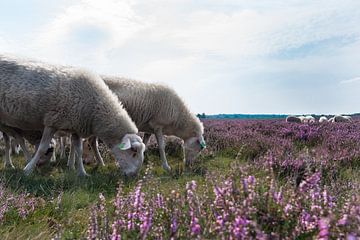 Schaapskudde op bloeiende heide 01 von Cilia Brandts