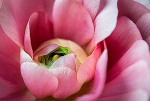 Herz einer rosa Rose