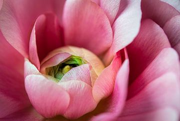 Heart of a pink rose by Rietje Bulthuis